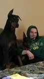 Doberman pincher puppy