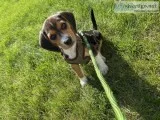 Dog needs to be rehomed