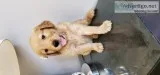 Golden Retriever female puppy