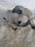 Pug Puppies