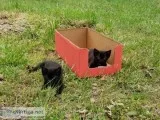 Free kittens to good home