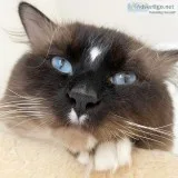Beautiful Litter Of Kittens Tica Active Registered