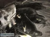 German Shepherd puppies