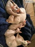 Selling sphynx kittens