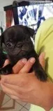 PUG PUPPY S  5 WEEKS OLD