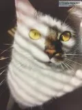 Free Sweet Cat