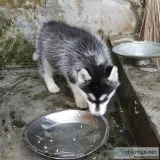 Beautiful Siberian puppy Huskies