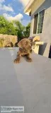 Italian Mastiff Puppies