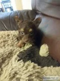 Chihuahua puppy