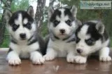 Male and female husky puppies 800 