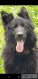 German shepherd akc