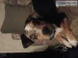 Chiwennie puppy