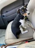 Want a registered female jack Russell
