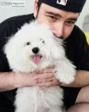 Maltese puppy