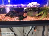 Six inch blue crawfish 