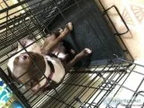 One Year Old Boston TerrierRare Color