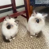 Beautiful adorable ragdoll kittens  for adoption
