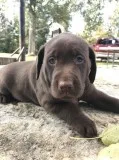 Registered Labrador Retriever puppies