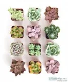 Succulent Mix