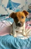 Beautiful jack russell