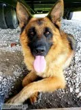 Stud Proven AKC Registered Male German Shepherd