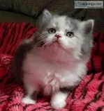 Himalayan Persian female