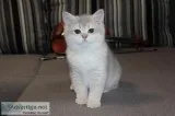 female british short hair kitten