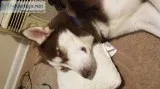Churro the Husky