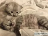 Lynx Bengal Manx