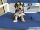 Yorkie Puppies mix
