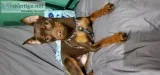 Mini Pinscher