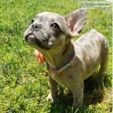 French bulldog puppy