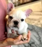 White Frenchies