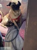pug fixed male