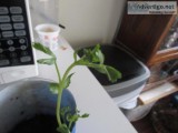 Chickpea plant for sale