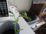 Chickpea plant for sale