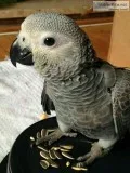 WANTED: Male baby african grey