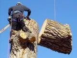 Tree Cutting Service in North NJ