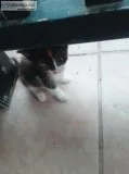 Free kittens