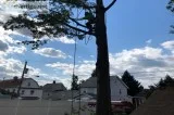 Tree Removal in Hudson County NJ