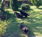 100% European Blood Line German shepherd puppies long and short 