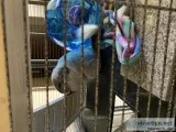 2 female sister chinchillas