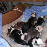 Olde English bulldog puppies for sale