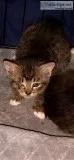 Adoptable Animals Through Love Four Paws Animal Rescue