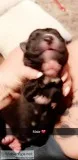 PUPPIES