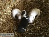 Boston terrier blue heeler