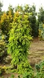 Picea abies  Gold Drift  Norway Spruce