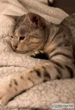 Grey Bengal LOST