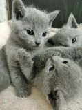 Russian blue