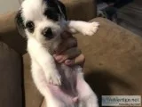 5 week old female shihtzu chihuahua mix for sale. Make an offer